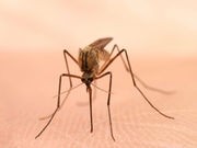 New Clues to Huge Jump in U.S. Mosquito Population