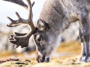 Bad News for Rudolph: Climate Change May Be 'Shrinking' Reindeer
