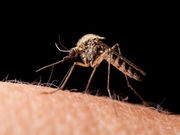 Drought May Beckon Bigger West Nile Outbreaks